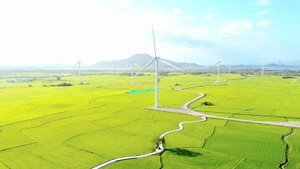 Le parc éolien de Dâm Nai. Photo: VNA