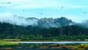 La région du sud-est du Vietnam est dotée d'un écosystème forestier d'une diversité exceptionnelle, parmi les plus riches du pays. Photo : 52hz.vn