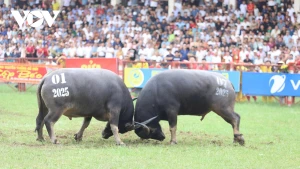 Fête traditionnelle de combat de buffles de Do Son : un patrimoine vivant au cœur de la culture maritime vietnamienne