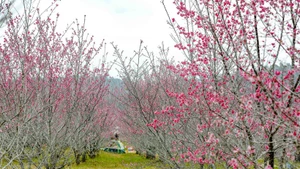 Des milliers de cerisiers en fleurs sont en pleine floraison à Pa Khoang, province de Dien Bien. Photo : VNA