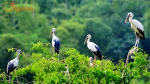 Thung Nham – Thung Chim, le royaume des oiseaux au cœur du site de Trang An, Ninh Binh
