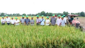 Un modèle de riziculture de haute qualité et à faibles émissions est mis en œuvre à la coopérative agricole de Phuoc Hao, dans la province de Vinh Long, dans le delta du Mékong. Photo : VNA