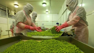 Les exportations de fruits et légumes ont dépassé 6,11 milliards de dollars en neuf mois de 2025. Photo: VNA.