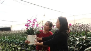 Les orchidées colorées embellissent la maison et symbolisent la bonne fortune pendant le Nouvel An. Photo : VNA