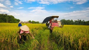 BAD et BIDV : 250 millions de dollars pour l’agriculture verte vietnamienne