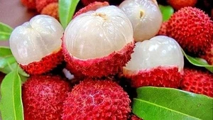 Le litchi vietnamien affirme sa deuxième place mondiale malgré les défis