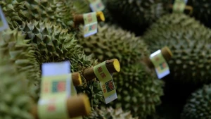 Les durians sont soigneusement triés avant d'être emballés pour l'exportation vers la Chine. Photo : Nguyen Dung/VNA.