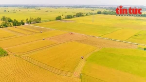 Développer une agriculture durable grâce au projet d'un million d'hectares de riz de haute qualité dans le delta du Mékong. Photo : VNA.
