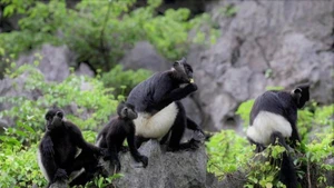 À la rescousse du langur de Delacour.