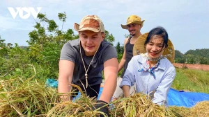 Des touristes occidentaux rayonnants récoltent le riz et labourent les champs aux côtés des paysans de l’île Co To