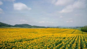 Les tournesols y sont cultivés depuis une dizaine d’années. Initialement destinés à l’alimentation des vaches laitières, les champs ont ensuite été ouverts aux visiteurs.