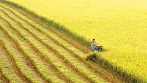 De nombreux modèles de culture de riz de haute qualité se sont développés dans les principales régions rizicoles. Photo : Phong Do.