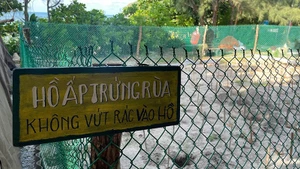 Con Dao est aujourd’hui l’un des sites les plus importants du Vietnam pour les programmes de conservation des tortues marines. (Photo : Dinh Nam)