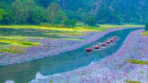 Admirer les nénuphars rosissant la rivière Ngo Dong à Ninh Binh