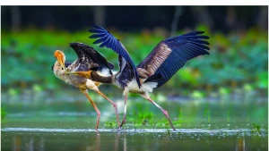 La danse de la nature - Quand la photographie raconte la biodiversité du Vietnam