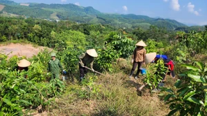 Photo : baoquangninh.