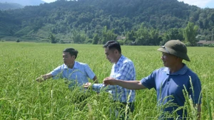 Des représentants officiels et des habitants inspectent le modèle de restauration de la variété de riz gluant de Muong Phang pour la récolte de 2025. Photo : baodienbienphu.