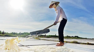 Sous le soleil de Hai Ly, le sel cristallise la vie