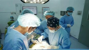 Des médecins de l’hôpital Thong Nhat effectuent une greffe de rein à partir d’un rein provenant du donneur en état de mort cérébrale. Photo : VNA.