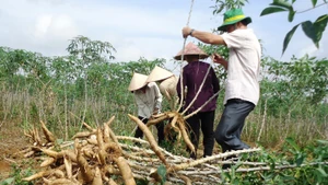 Le Vietnam se classe au 9e rang mondial en termes de superficie consacrée à la culture de manioc et au 7e en termes de production. Photo : tiasang.