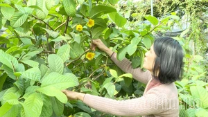 Le modèle de conservation et de valorisation de camélias dorés Hakodae Orgavina présente une double valeur. Photo : danviet.