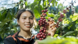 Les superficies de café certifiées durables (Rainforest Alliance, Common Code for the Coffee Community - 4C) se multiplient rapidement. Photo : VNP.
