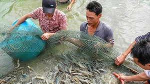 Crevetticulture respectueuse de l'environnement à Can Tho. Photo : baocantho.