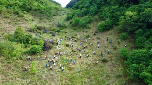 En 2024, la campagne a permis de planter 35 000 arbres et de restaurer 53 hectares de forêt dans les régions de Hang Kia-Pa Co (ancienne province de Hoa Binh) et de Van Ho (province de Son La). Photo : NDEL.