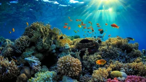 Le Vietnam réaffirme son engagement pour la protection des océans et des écosystèmes marins. Photo : baomoitruong.