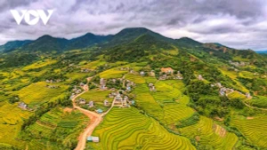 Splendeur des rizières dorées et des roseaux blancs aux confins de Quang Ninh