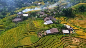 Les rizières en terrasses sont en pleine saison de maturation dorée, s’étendant de la zone de Y Linh Ho jusqu’à la vallée de Muong Hoa. Photo : TPO.