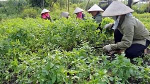 Récolte des plantes médicinales de la Coopérative de production et de transformation de plantes médicinales de Sinh Duoc, à Ninh Binh. Photo : VNP.
