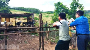 L’Union communale des jeunes accompagne toujours les ménages de la coopérative pour surveiller de près le troupeau de chèvres et leur apporter un soutien ponctuel si nécessaire. Photo : NDEL.