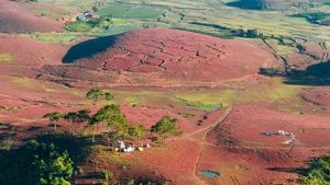 Les herbes roses dominent l'immensité du paysage.