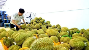 Durian frais, produit d'exportation phare du Vietnam vers la Chine. Photo : VNA.