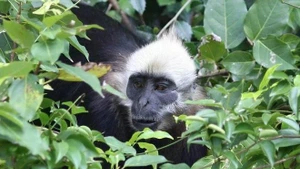 Le langur de Cat Ba est un primate extrêmement rare, endémique des forêts tropicales humides de l’île de Cat Ba. Photo: VNA