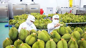 Les exportations de fruits et légumes ciblent 8 milliards de dolars en 2025. Photo : Vneconomy.
