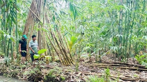 Une vue d’un projet de plantation et de développement du bambou. Photo: NDEL