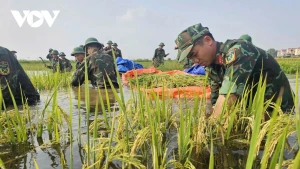 Les soldats aux côtés des paysans pour sauver la récolte après les inondations