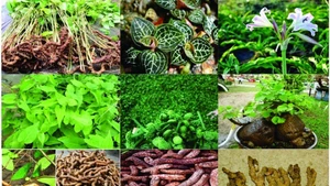 La superficie totale dédiée aux plantes médicinales dans tout le pays atteint 357 178 hectares. Source : ministère vietnamien de la Santé.