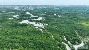 Une vue de la forêt de mangroves de Can Gio, à Ho Chi Minh-Ville, au Sud du Vietnam. Photo : The Anh.