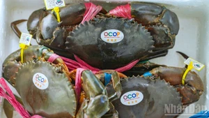 Le crabe, emblème majeur de Ca Mau, juste après la crevette