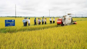 La province de Quang Tri compte actuellement plus de 2 000 hectares de rizières appliquant un modèle de réduction des émissions de gaz à effet de serre.