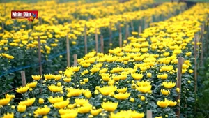 Les champs de fleurs de Tay Tuu s’animent aux couleurs du printemps.
