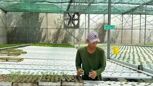 Plantation sous serres, munie de hautes technologies à Cu Chi.