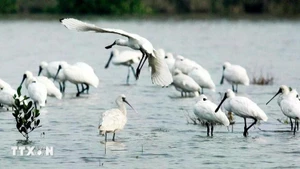 Spatules dans le parc national de Xuan Thuy. Photo : VNA.
