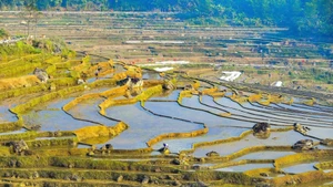 Rizières en terrasses dans la zone touristique de Pu Luong pendant la saison de mise en eau.