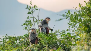 Grâce à son pelage aux couleurs vives, ce primate est souvent surnommé la « reine des primates ».