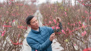 Hong Ha en fleurs : les pêchers prêts pour le Têt