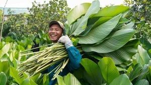 Les feuilles de dong de Trang Cat sont grandes, épaisses et de belles couleurs. Elles donnent aux gâteaux de riz une belle couleur verte et une meilleure saveur.